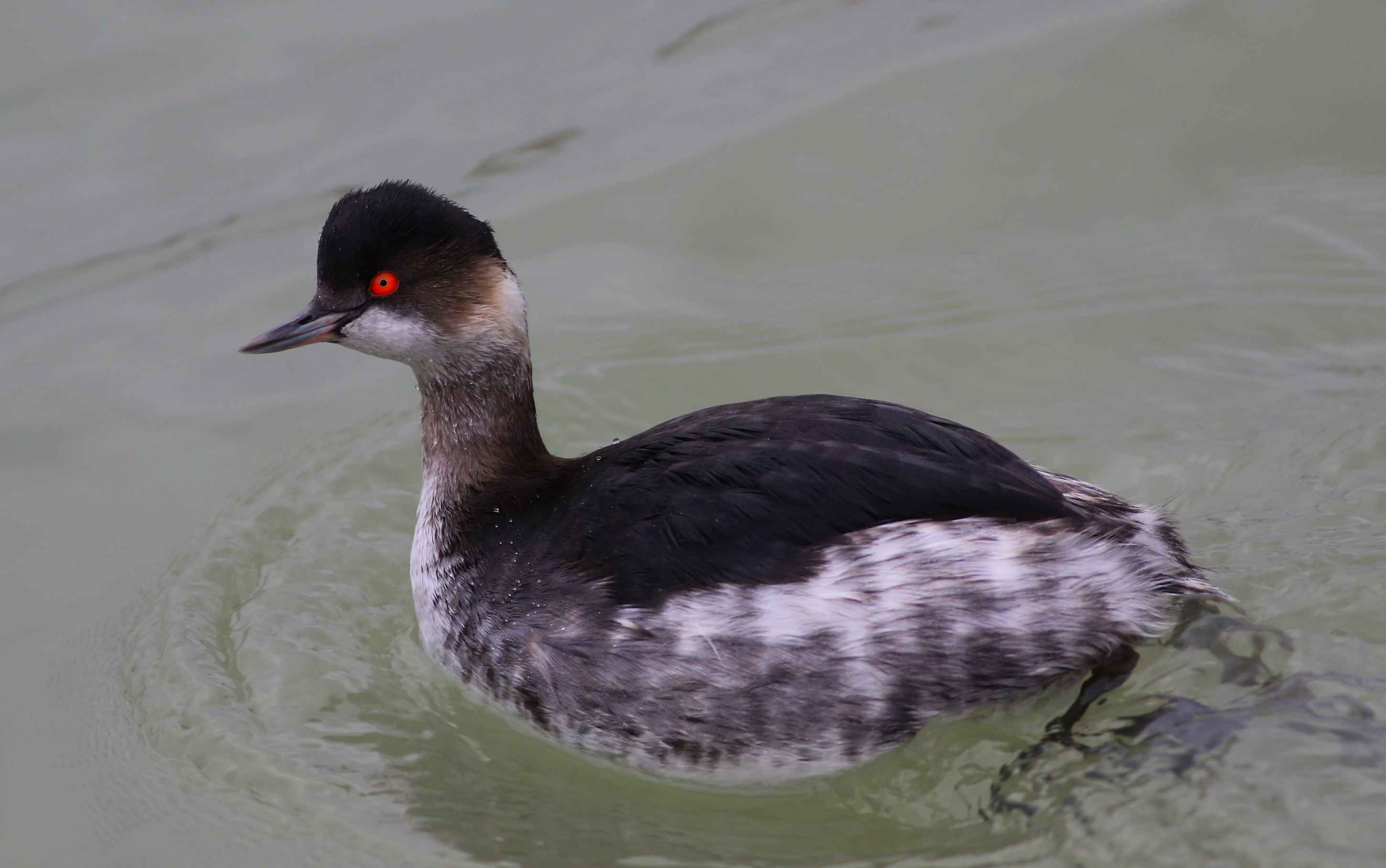 Eared Grebe